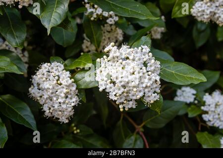 Graziosi e delicati fiori bianchi (corimbi, infiorescenze) di profumato arbusto sempreverde viburnum tinus in fiore in primavera, spesso utilizzato per la copertura del giardino Foto Stock