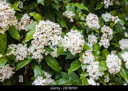 Graziosi e delicati fiori bianchi (corimbi, infiorescenze) di profumato arbusto sempreverde viburnum tinus in fiore in primavera, spesso utilizzato per la copertura del giardino Foto Stock