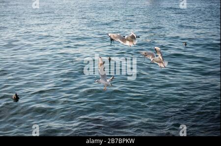 Gabbiani volare nel cielo sopra le acque del mare Foto Stock