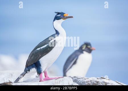 Cormorano Reale (Phalacrocorax Atriceps), Isole Falkland, Sud America Foto Stock