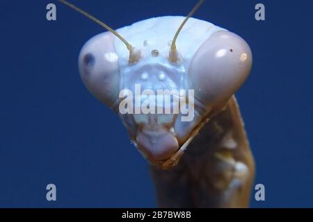Una foto macro ritratto di una Mantis orante nativo dell'Arizona. Foto Stock