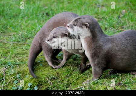 Coppia di lontre asiatiche con lontre a zelo corto su un cerotto erboso che guarda qualcosa fuori dall'inquadratura Foto Stock