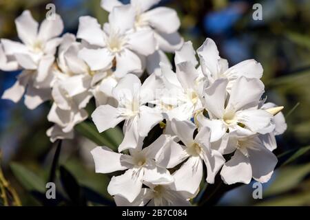 Bianco Nerio Oleander fiore. Arbusto sempreverde altamente tossico originario del Mediterraneo. Foto Stock