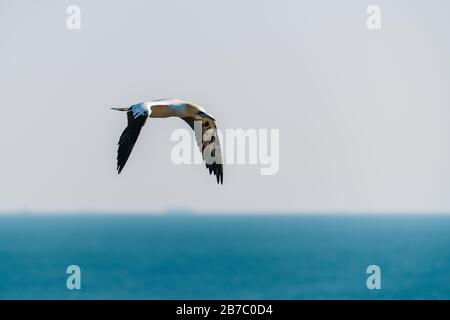 Gannet settentrionale (Morus bassanus) che vola in alto nel cielo sopra il mare. Catturato sull'isola di Helgoland nel Mare del Nord. Foto Stock