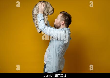 Il proprietario premuroso ha sollevato il suo eccitato gatto Scottish Fold sopra la testa e parla con lei, cercando di calmarlo giù. Concetto di amore per gli animali domestici. Foto Stock