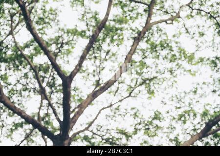 Immagine sfocata di alberi e foglie verdi sfondo Foto Stock