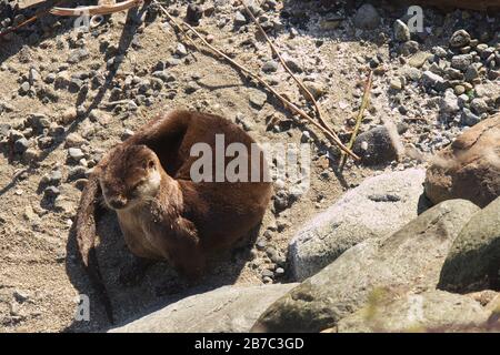 Il North American River Otter (Lontra canadensis) dorme sulla spiaggia di Stanley Park a Vancouver durante la giornata di sole Foto Stock