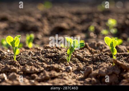 Giovani piante di piselli nel giardino primaverile - fuoco selettivo, copia spsce Foto Stock