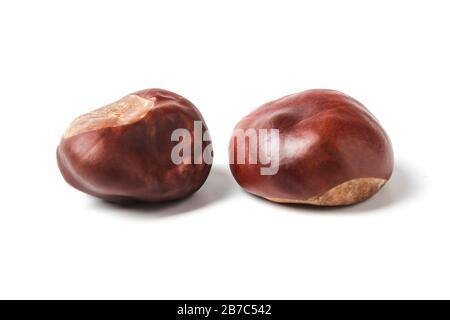 Le castagne isolati su sfondo bianco Foto Stock