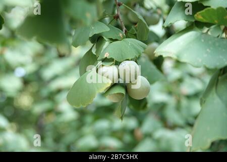 Primo piano dell'albero di Ginkgo biloba Foto Stock