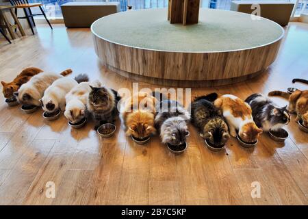 Un gruppo di gatti furry che mangiano da archi su un piano di Cat cafè nella città di Tokyo, Giappone. Foto Stock