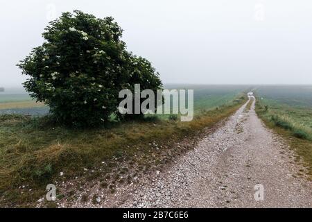 Una strada di campagna di scomparire nella nebbia lontana e la nebbia con un albero sul lato Foto Stock