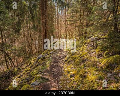 Un sentiero si snoda attraverso una verde foresta di muschio in una valle alpina montagnosa in Francia. Il muschio copre le rocce e gli alberi per creare una magica e tranquilla a Foto Stock