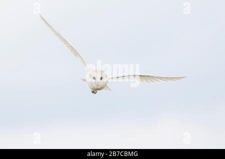 Gufo di fienile che vola a York, Inghilterra, Regno Unito Foto Stock