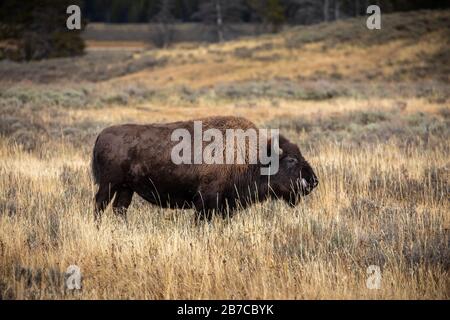 Bisoni americani con pelliccia marrone che camminano intorno e mangiano erba asciutta sul campo del Parco Nazionale di Yellowstone, Wyoming, Stati Uniti. Foto Stock