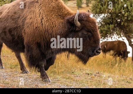 Ritratto a metà corpo di bisoni americani con pelliccia marrone che cammina e mangia erba secca sul campo del Parco Nazionale di Yellowstone, Wyoming, USA. Foto Stock