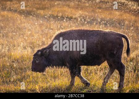 Baby bison americano a piedi e mangiare erba secca sul campo di Yellowstone National Park, Wyoming, Stati Uniti. Foto Stock