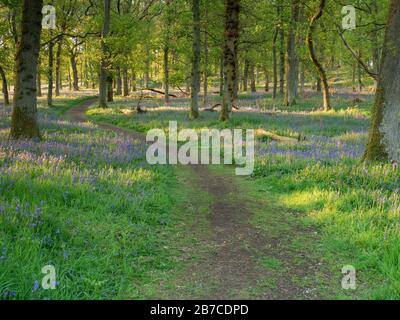 Kinclaven Bluebell Wood, Perthshire Foto Stock