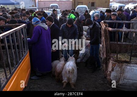 Scena al mercato del bestiame settimanale mattina in un villaggio vicino Bukhara, Uzbekistan Foto Stock