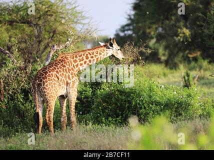 Carino Massai Giraffe nel Parco Nazionale di Tsavo Est, Kenya, Africa Foto Stock