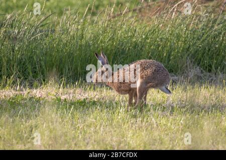Marrone Hare che corre attraverso un campo, Northumberland, Inghilterra, Regno Unito Foto Stock