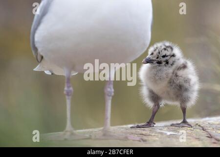 Cute Aringa gabbiano cazzo con madre, Isole Farne, Northumberland, Inghilterra, Regno Unito Foto Stock