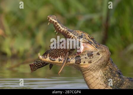 Caiman mangiare un pesce nel Pantanal, Brasile Foto Stock