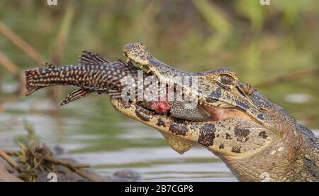 Caiman mangiare un pesce nel Pantanal, Brasile Foto Stock