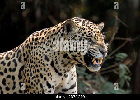 Bella jaguar snarls nel Pantanal, Brasile Foto Stock