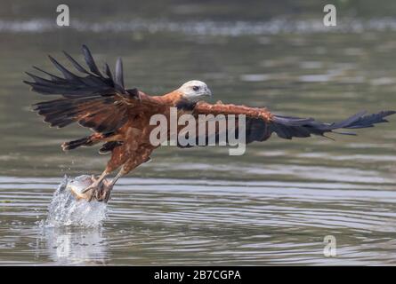 Falco nero che vola con un pesce pescato nel Pantanal, Matto Grosso, Brasile Foto Stock