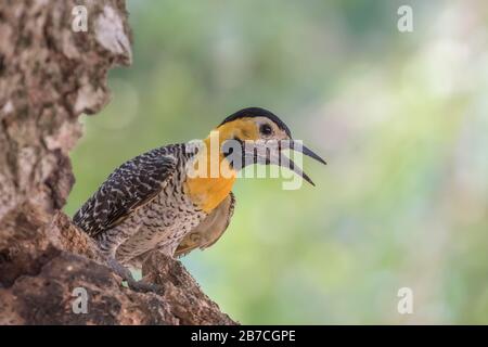 Woodpecker che chiama un albero nel Pantanal, Brasile Foto Stock