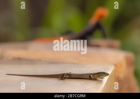 African Striped Skink (Trachylepis striata), Parco Nazionale delle Cascate di Murchison, Uganda. Foto Stock