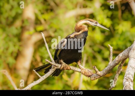 African Darter (Anhinga rufa) arroccato su un albero, Murchison Falls National Park, Uganda. Foto Stock