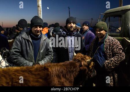 Scena al mercato del bestiame settimanale mattina in un villaggio vicino Bukhara, Uzbekistan Foto Stock