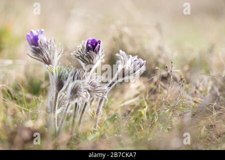 Primavera fiori selvatici Pulsatilla pratensis - fuoco selettivo, spazio copia Foto Stock