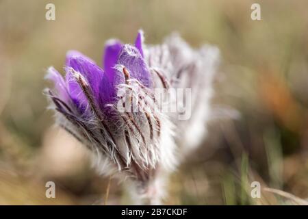 Primavera fiori selvatici Pulsatilla pratensis - fuoco selettivo, spazio copia Foto Stock