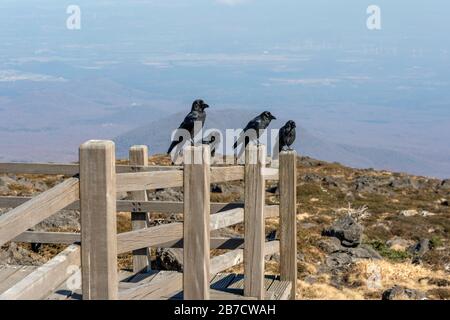 Posto a sedere sul Fence del Flock of Ravens. Four Crows in cima alla montagna. Foto Stock