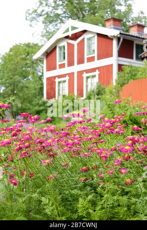 Primo piano di un campo estivo con margherite rosa e una tradizionale vecchia casa in legno (fuori fuoco), Stoccolma, Svezia Foto Stock