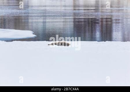 Harbor Seal, Phoca vitulina, trasportato sul ghiaccio in Trinity, Terranova, Canada Foto Stock