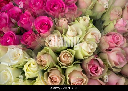 Grappoli di rose bianche e rosa chiudono la cornice Foto Stock