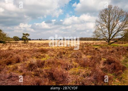 Paesaggio di Heather in primavera nella provincia di Drenthe in Holtingerveld, una bella riserva naturale nei pressi di Havelte Foto Stock