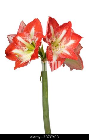 Grande stella rossa e bianca amaryllis fiori su sfondo bianco Foto Stock