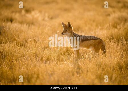 Uno sciacallo vigile all'alba, guardando in lontananza. Questa fotografia è stata scattata nel Parco Nazionale Etosha in Namibia. Foto Stock