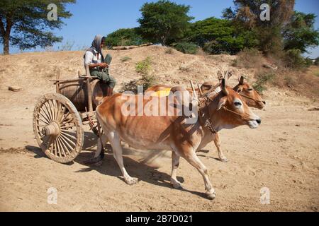 Trasporto di acqua, paese tra Nyaung U e Popa Mountain, Mandalay regione, Myanmar, Asia Foto Stock