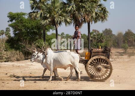 Trasporto di acqua, paese tra Nyaung U e Popa Mountain, Mandalay regione, Myanmar, Asia Foto Stock