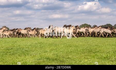 Mandria di pony Dulmen si zoppa con i nemici che corrono a un galoppo, questa razza di cavalli indigena vive selvaggio a Merfelder Bruch Dülmen Münsterland, NRW, Germania Foto Stock