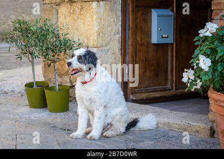 Un cane bianco e nero che indossa un colletto rosso seduto fuori da una porta in una storica città murata di Monteriggioni, provincia di Siena, Toscana, Italia Foto Stock