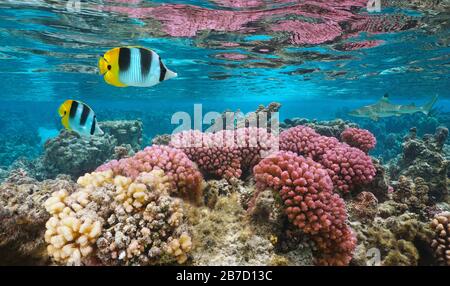 Corallo colorato sottomarino con pesci tropicali in acque poco profonde, oceano Pacifico, Huahine, Polinesia francese Foto Stock