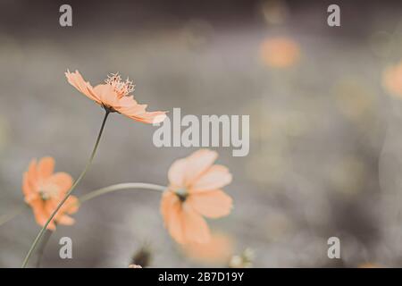 Primo piano immagine di morbido fuoco cosmo fiore su tonalità seppia vintage. Foto Stock