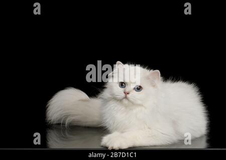 Cute British razza gatto, colore bianco con occhi blu, sdraiato e sembra curioso su isolato sfondo nero, vista laterale Foto Stock